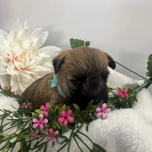 Meet your Posher, Elizabeth - Picture 6 of 16